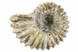 Bumpy Ammonite (Douvilleiceras) Fossil - Madagascar #343802-1